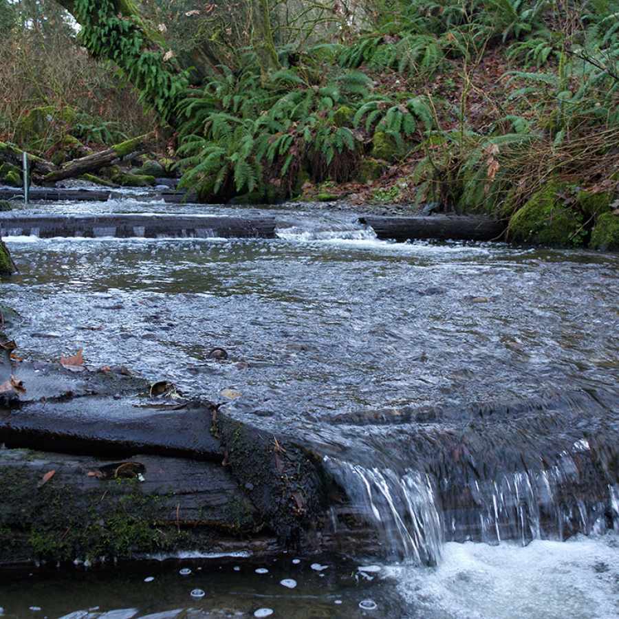 Pipers Creek in Carkeek Park Near the Crown Hill Neighborhood