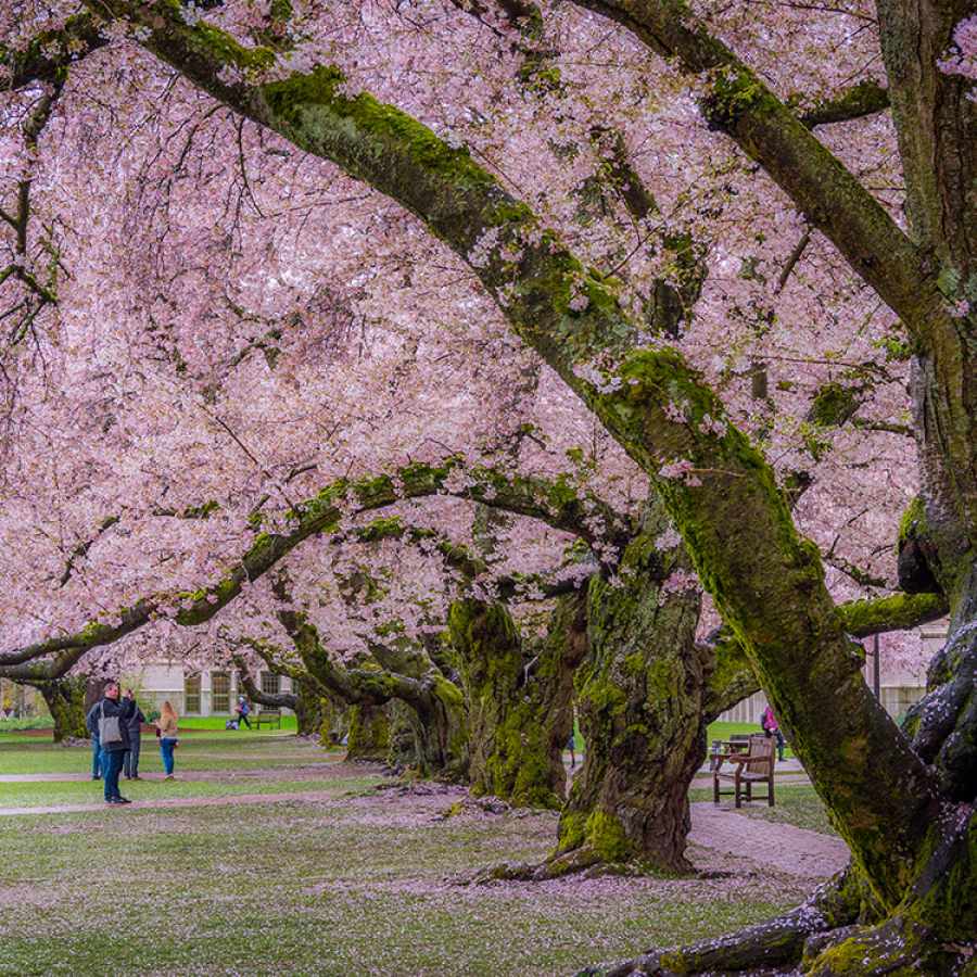 Cherry Blossoms at the University of Washington in Seattle